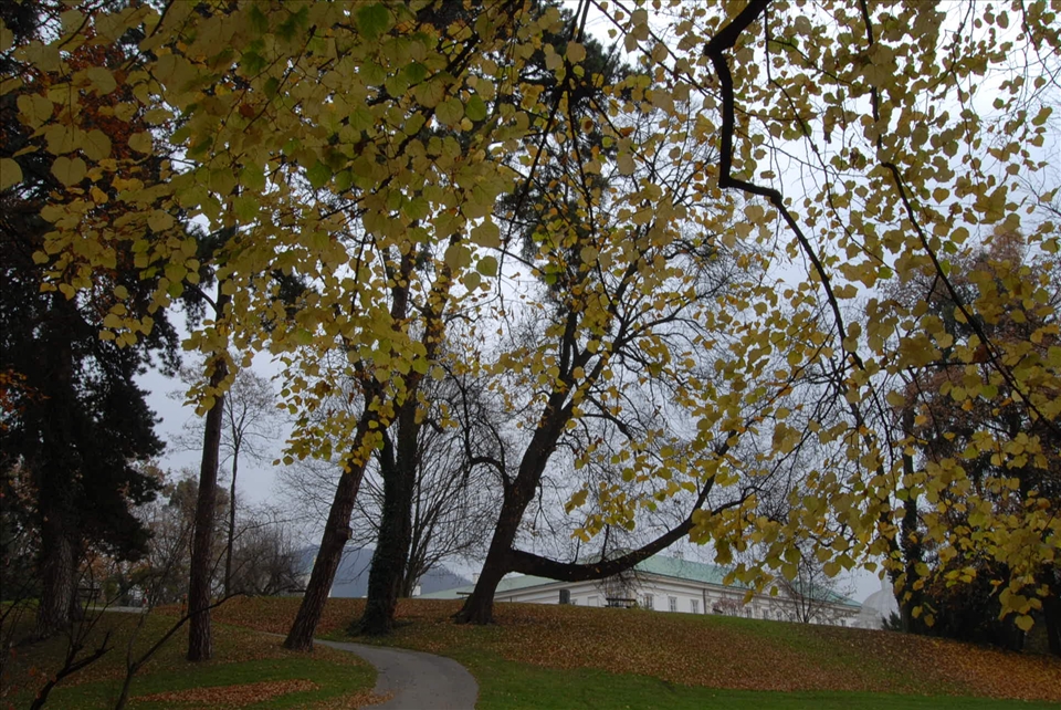 Octopus Tree, Salzberg, Austria