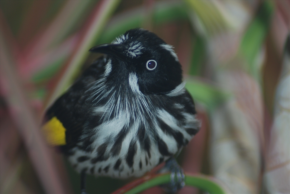 Bird in the bush, Perth, Western Australia