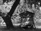 Lithuanian summer afternoon. In front of you is an old, wooden hive- home for around 50,000 bees. Don’t be afraid. Come closer. Stop and listen.  Calming bee buzzing sound will reach your ears, and if you are brave enough to come even nearer, you will be able to smell the gentle, sweet scent of honey. : by b0rjomi, Views[719]