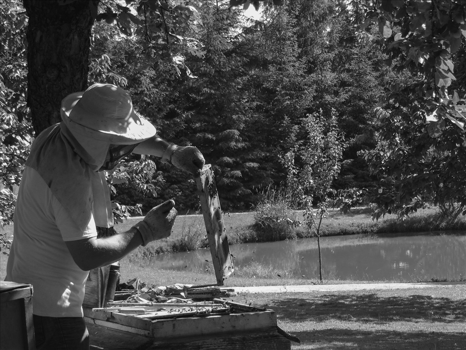  “Bees can sense when one is afraid” says the beekeeper. “They don’t sting me as much as they did in the beginning. We are becoming friends. My dream is not to wear the gloves and head protection. When this day will come, I will be sure that not only I became attached to my bees, but my bees got attached to me.” 