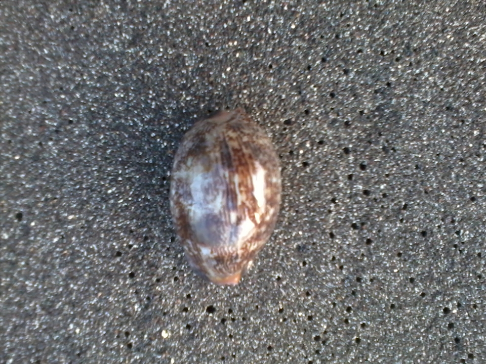 snail in the beach