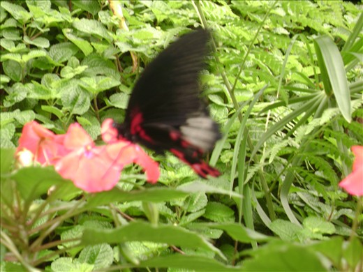 i ran and ran just to capture this butterfly