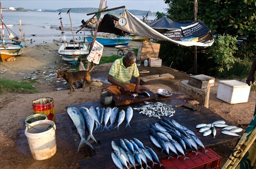 After fishing its time to sell the fish.
fish market in Sri Lanka. 