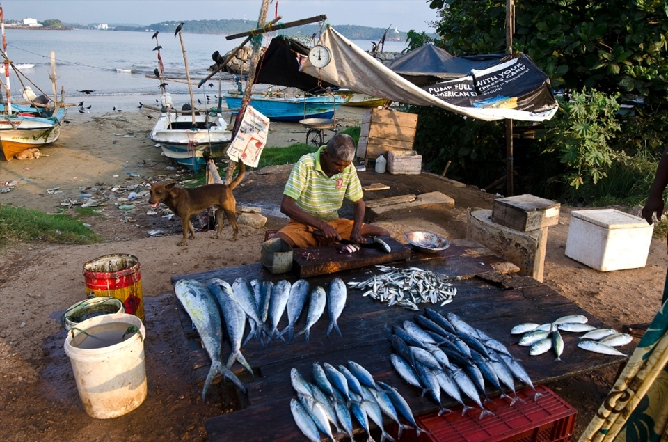 After fishing its time to sell the fish.
fish market in Sri Lanka. 