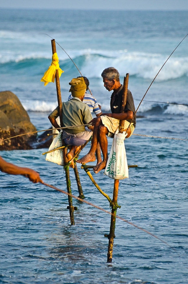 Only in Sri Lanka people have this unique way of fishing in the ocean. 
Fishing in the island of Sri Lanka.