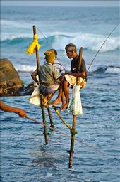 Only in Sri Lanka people have this unique way of fishing in the ocean. 
Fishing in the island of Sri Lanka.: by bakhtami, Views[384]