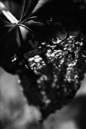 A leaf ravaged by insects: by bakicanay, Views[711]