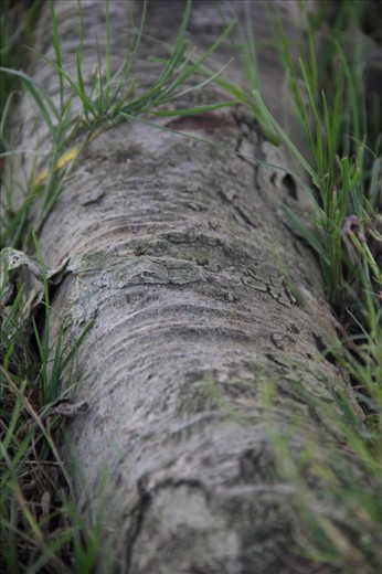 The Trunk 
If the cat is the achiever then the trunk is the way. the photo represents the path that is always there in front of our eyes , but we always mistakes it with life's tasks 