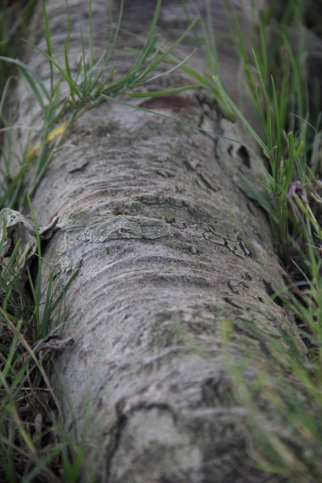 The Trunk 
If the cat is the achiever then the trunk is the way. the photo represents the path that is always there in front of our eyes , but we always mistakes it with life's tasks 