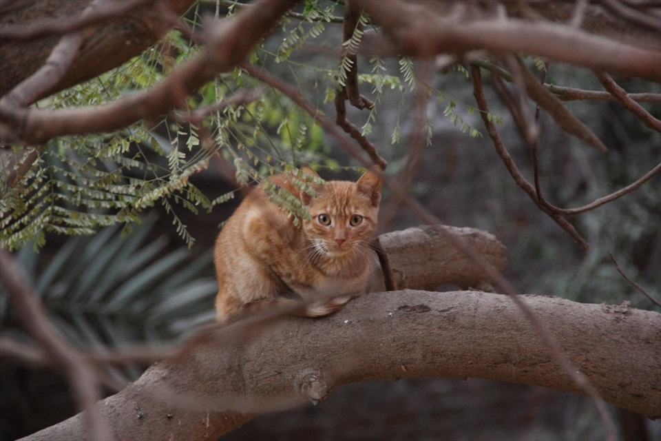 The achiever
this photo symbolizes for me a character that we meet in everyday life , the achiever. surrounded with different sorts of issues and problems symbolized by the branches but still looking ahead for the step to come, not hindered with any obstacles. this shot was taken in the morning on the backyard