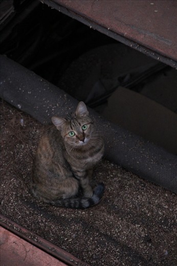 The Day Dreamer 
This is the second major type of people that we meet in life , all the time they look up at the achievers and say we want to get there but we are unable to be there , although the way is in front of its eyes, but as all the time they are looking up they never see it clear. the cat is standing on a racked car that symbolizes their status in life  