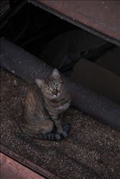 The Day Dreamer 
This is the second major type of people that we meet in life , all the time they look up at the achievers and say we want to get there but we are unable to be there , although the way is in front of its eyes, but as all the time they are looking up they never see it clear. the cat is standing on a racked car that symbolizes their status in life  : by bala7a, Views[399]