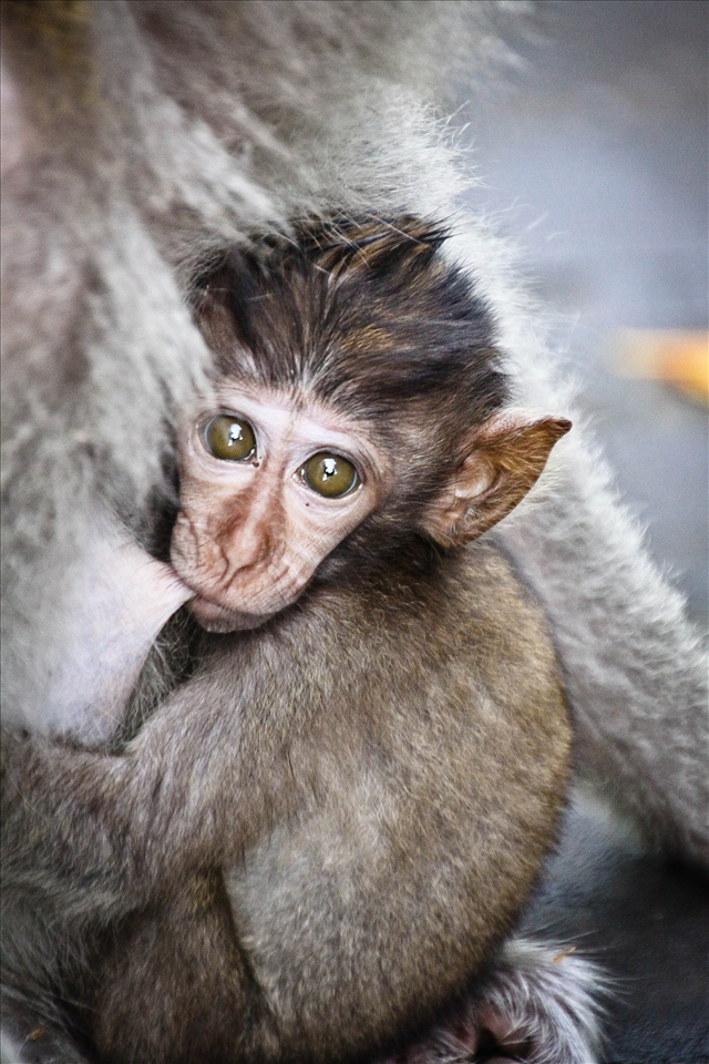 I sat for 10 mins until this little looked at me. But i could of  sat there all day, no problems at all. 