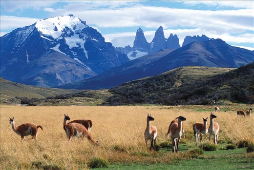 The infamous guanacos of Torres del Paine National Park. 
