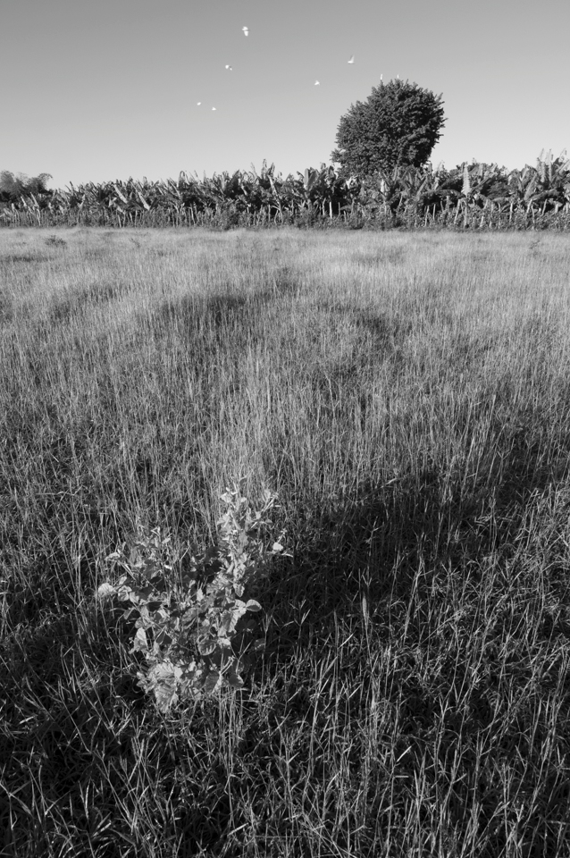 Jinamagao, Dominican Republic; in a banana plantation farm the day begins with flying birds at the rising sun golden rays, a refreshing clear sky which invites you to transport yourself to another place where fresh air and rippling water bodies are the main characters.