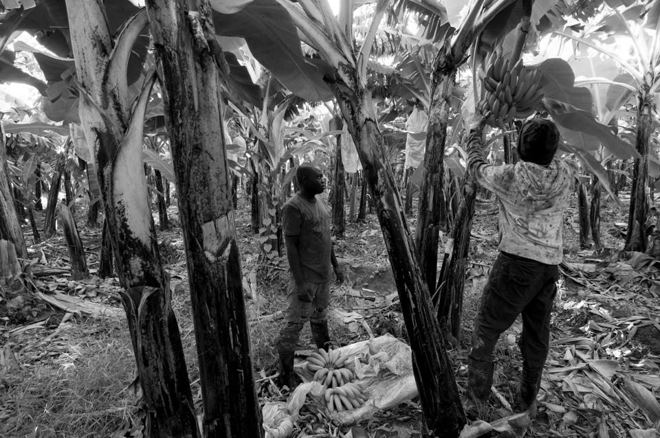The interaction between the plantation and farmers is prevalent in the dynamic circle of productivity, taking care and providing each other are the fundamentals task of each species. Haitian immigrants work the land, the cutter makes the selection of the appropriate cluster and fills the tray of the conveyor.