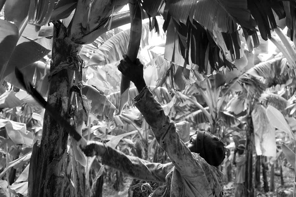 The merciless sun makes its way through the leaves and salute the cutter who seeks the best way to ward it off, to the beat of Vodou
music goes around a 80000m² area in the search of the perfect fruit, he cuts the plant after cutting the cluster to make way for a new plant to grow.