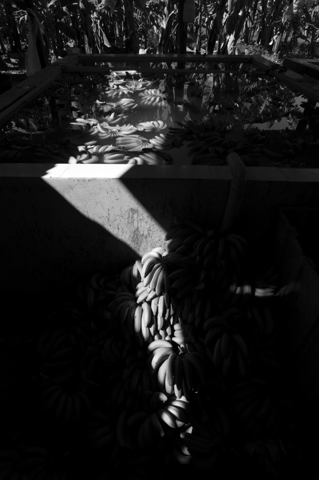 In the processing area the fruits are washed and the best selected to be packed, the rejected are set aside. This is not a simple fieldwork, is part of a cultural heritage transmitted from generation to generation which promotes the respect to natural diversity, human creativity and knowledge of a community that shares useful production and survival techniques.