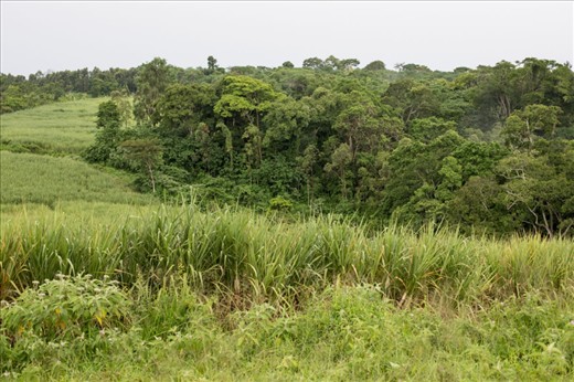 Sugar cane fields close to the Jinja area. They have reached the Mabira forest, one of the few remaining primary and secondary forest in Uganda. In 2007 the local sugar cane factory had a plan to clear one-third of the forest in order to increase plantations. But thanks to the mobilization of the Ugandan this plan was suspended.  