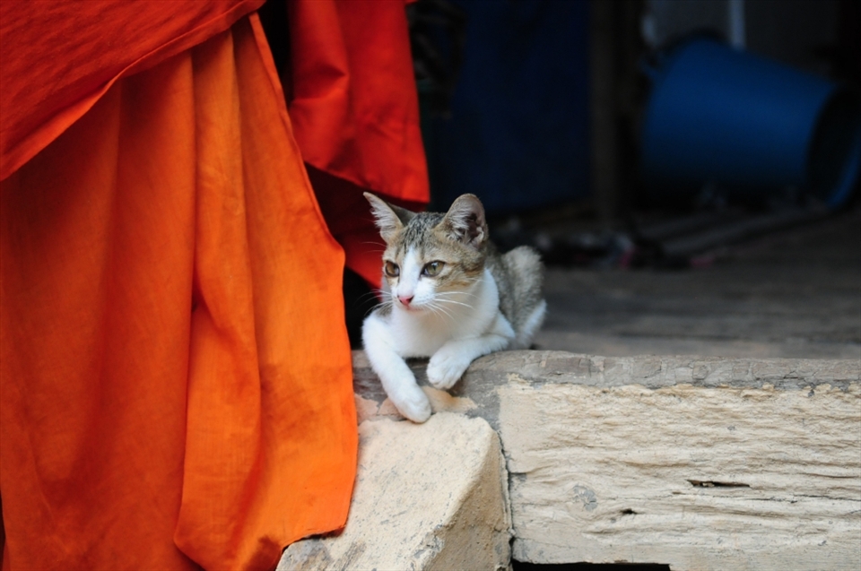A kitten sits at the top of the steps to the monk's dormitory. A monks orange robes hang on the handrail. The kitten is dependent on the monks for food, in eacatly the same way as the monks are dependent on the generosity of public for their daily meals. Siem Reap - Cambodia