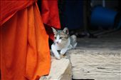 A kitten sits at the top of the steps to the monk's dormitory. A monks orange robes hang on the handrail. The kitten is dependent on the monks for food, in eacatly the same way as the monks are dependent on the generosity of public for their daily meals. Siem Reap - Cambodia: by barendjr, Views[282]