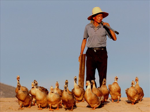 Farmer guides his flock of geese over the cobble stones of the Yujin Bridge, an ancient bridge that is part of the 1000 year old traders Tea Horse Road  which led from China through India, the Middle East and into Africa.
The  sun is about to drop and the farmer is keen to get home for supper having spent the previous 10 minutes firing stones from a sling shot to hurry the geese up as they swam in the river below. 