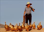 Farmer guides his flock of geese over the cobble stones of the Yujin Bridge, an ancient bridge that is part of the 1000 year old traders Tea Horse Road  which led from China through India, the Middle East and into Africa.
The  sun is about to drop and the farmer is keen to get home for supper having spent the previous 10 minutes firing stones from a sling shot to hurry the geese up as they swam in the river below. : by barryomahony, Views[909]