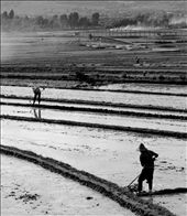 Harvesting season, the streets of Shaxi village are empty and fields a hive of activity. Friends family and neighbors all join in to cut and sow the crops before rainy season starts. : by barryomahony, Views[393]