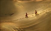 Golden duo: by basak, Views[330]