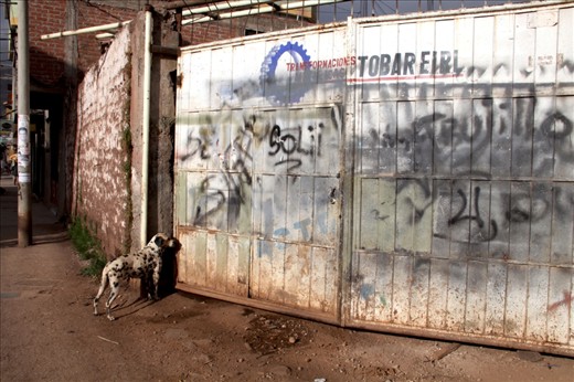 A dalmatian waiting for his owner to let him in.