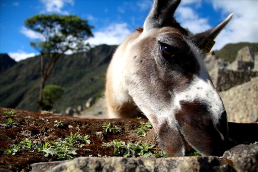 A llama at Machu Pichu was grazing on the grass growing on the stone walls.