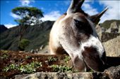 A llama at Machu Pichu was grazing on the grass growing on the stone walls.: by bcornetet, Views[480]