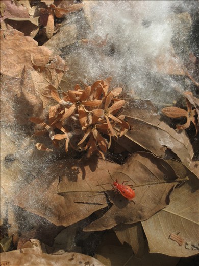 Posing for a perfect picture- Amidst bursted cotton pods while we were trekking.