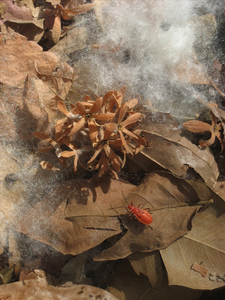 Posing for a perfect picture- Amidst bursted cotton pods while we were trekking.