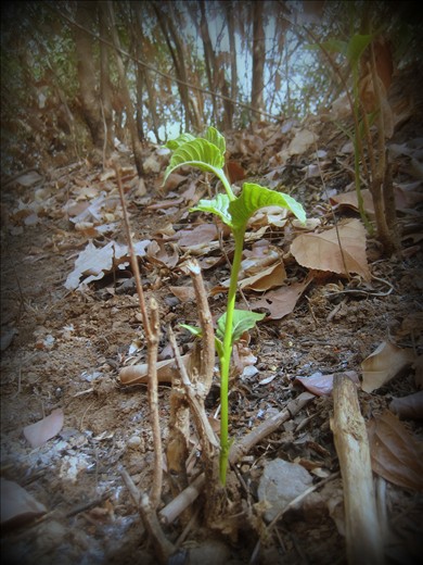 Against all odds...I took notice of this new shoot while we were trekking 