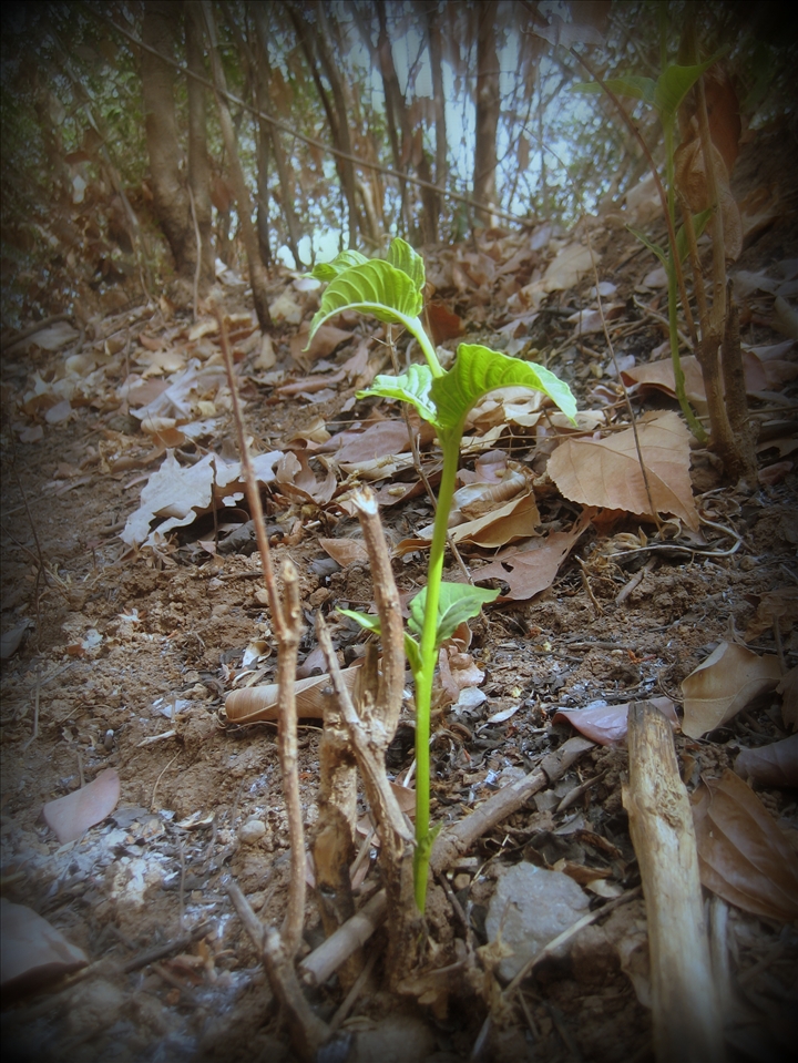Against all odds...I took notice of this new shoot while we were trekking 