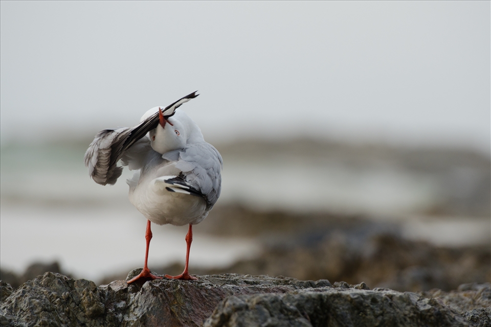 Seagull Yoga, not pests at all but genuine beach characters.