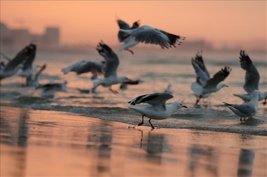 A flock of gulls takes flight at dusk. 