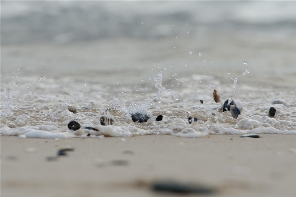 The tinkling of Dancing Shells on the shore.