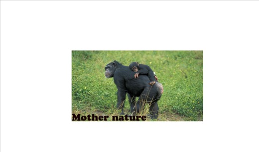 Most hunted but innocent, peaceful and beautiful Animal in Uganda. 