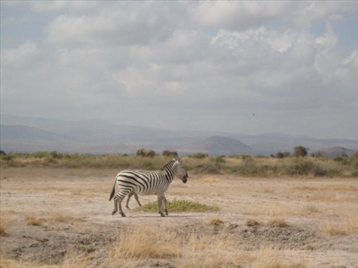 Discovering wild animals makes getting lost more exciting