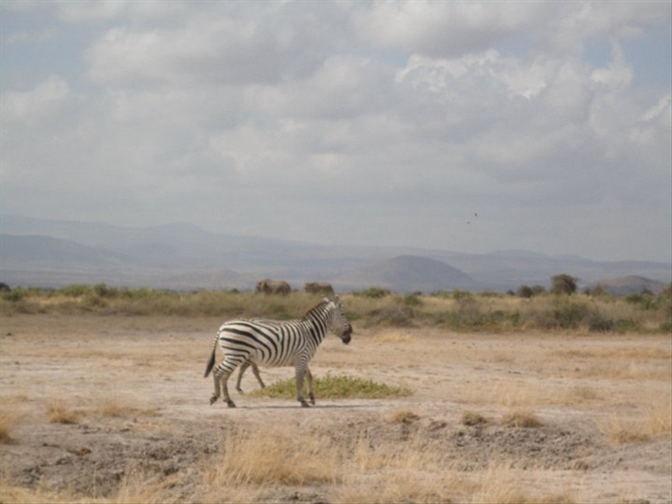 Discovering wild animals makes getting lost more exciting