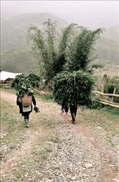 In the middle of huge valleys of Sapa, found these 2 hard workers. : by bebacastellan, Views[299]
