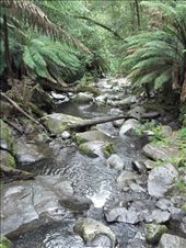  Erskine falls: by becsadventure, Views[369]