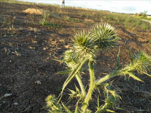 The padock near my house