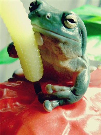 just playing around with my camera taking photos of my sisters frog