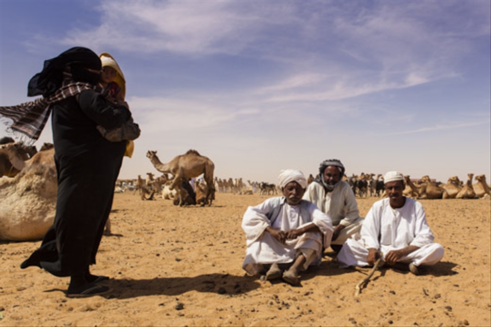 Camels are brought from Darfur to the camel market Al-Moheli Souk