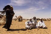 Camels are brought from Darfur to the camel market Al-Moheli Souk: by becstar, Views[999]