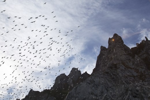 There is continuous frenzied activity at the Akpait bird cliff as adults fly from their nests to feed at sea and then bring back food for their young chicks. The traffic is fast and furious. Sometimes large groups of kittiwakes take flight at the same time, filling the air with their high pitched cries.