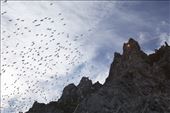 There is continuous frenzied activity at the Akpait bird cliff as adults fly from their nests to feed at sea and then bring back food for their young chicks. The traffic is fast and furious. Sometimes large groups of kittiwakes take flight at the same time, filling the air with their high pitched cries.: by beelover, Views[252]